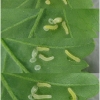 pier rapae larva1 volg1